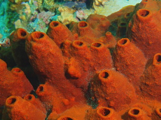 Demosponge