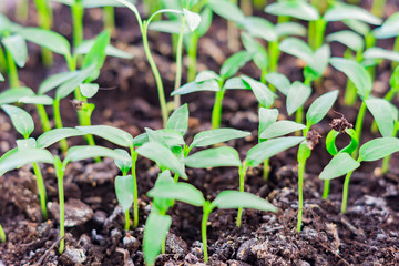 young green sprouts of bell pepper closeup. Domestic gardening.