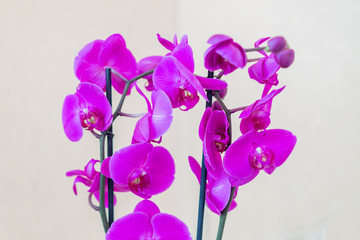 Fototapeta na wymiar purple blooming phalaenopsis orchid flower on white background. Domestic plant