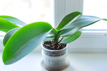 orchid flower with green leaves in transparent pot on window sill
