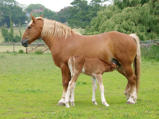Fototapeta premium Mare and Foal