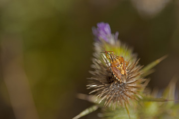 Punaise verte (ou rouge et noire / ou orange / ou marron) sur une tige (ou une fleur). Insecte des prairies, jardins et potagers se nourrissant de la sève des plantes. Sud de la France en été.