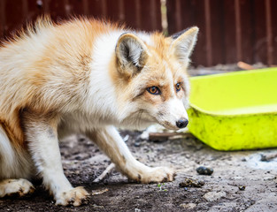 Domestic golden fox in enclosure