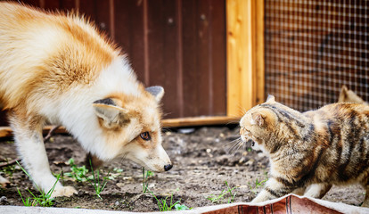 Domestic golden fox in conflict with domestic cat