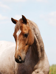 Fototapeta premium Horse Head Shot