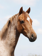 Obraz premium Horse Head Shot