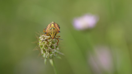Punaise verte (ou rouge et noire / ou orange / ou marron) sur une tige (ou une fleur). Insecte des prairies, jardins et potagers se nourrissant de la sève des plantes. Sud de la France en été.