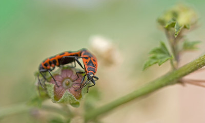 Punaise verte (ou rouge et noire / ou orange / ou marron) sur une tige (ou une fleur). Insecte des prairies, jardins et potagers se nourrissant de la sève des plantes. Sud de la France en été