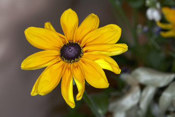 Rudbeckia