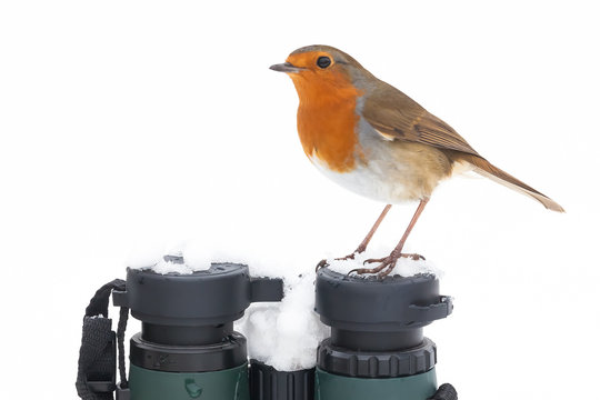 Robin wildbird sat on binoculars in winter