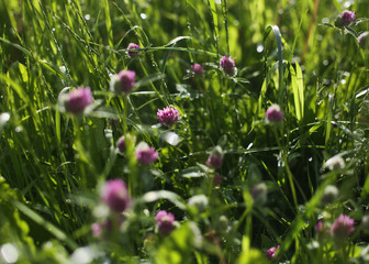 A field of blooming purple or violet clover in the morning field/meadow in summer sunshine. Nature background. Natural environment. 