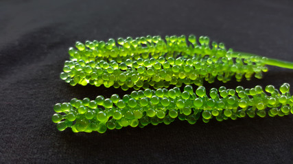fresh green caviar, sea grapes isolated on black fabric background