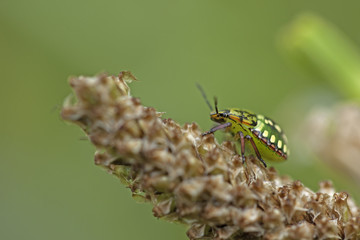 Punaise verte (ou rouge et noire / ou orange / ou marron) sur une tige (ou une fleur). Insecte des prairies, jardins et potagers se nourrissant de la sève des plantes. Sud de la France en été.