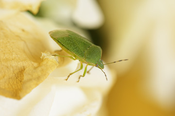Punaise verte (ou rouge et noire / ou orange / ou marron) sur une tige (ou une fleur). Insecte des prairies, jardins et potagers se nourrissant de la sève des plantes. Sud de la France en été