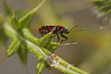 Punaise verte (ou rouge et noire / ou orange / ou marron) sur une tige (ou une fleur). Insecte des prairies, jardins et potagers se nourrissant de la sève des plantes. Sud de la France en été