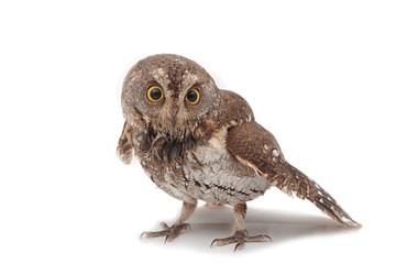 Oriental scops-owl isolate on white background