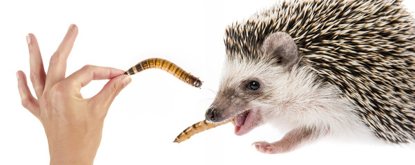 Four-toed Hedgehog (African pygmy hedgehog) - Atelerix albiventris © Vera Kuttelvaserova