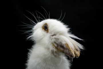 Horizontal View of Close Up of One Month Old White Dwarf Rabbit on Dark Background