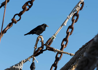 Crow on ship