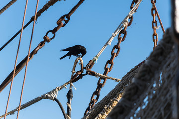 Crow on ship