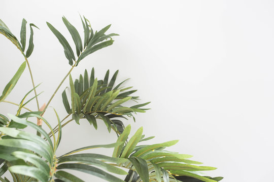 Green Plant With White Wall, Spring Decoration