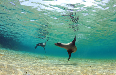 Obraz premium Lwy morskie pływające pod wodą, Wyspy Galapagos