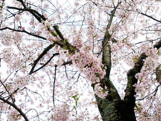 Cherry Blossom tree