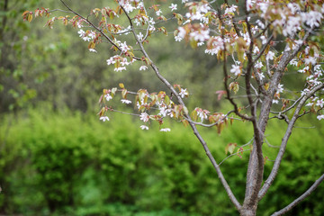 Blooming tree at spring, fresh pink flowers