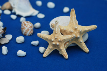 Fototapeta na wymiar Nautical, Marrine concept. Starfish with Shell against a Blue background with copy Space. Summer Holliday.