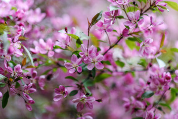 Blooming tree at spring, fresh pink flowers