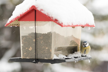 Winter birds in animal feeder