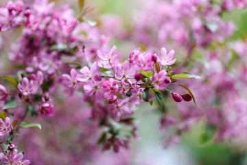 Blooming tree at spring, fresh pink flowers
