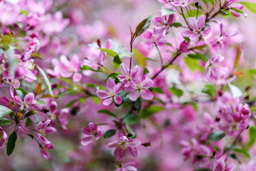 Blooming tree at spring, fresh pink flowers