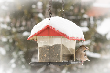 Winter birds in animal feeder