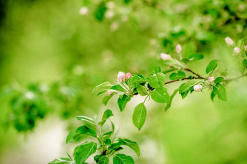 Blooming tree at spring, fresh pink flowers