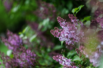 antasy bLilac trees in blossom