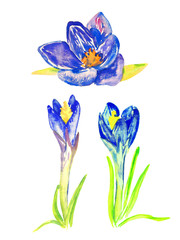 Naklejka premium Set of blue crocus flowers, isolated hand painted watercolor illustration