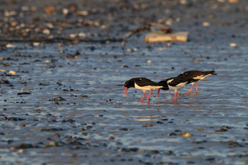 Eurasian oystercatcher (Haematopus ostralegus) Helgoland Germany