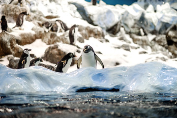 Fototapeta premium Group of King penguins in a colony.