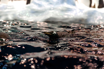 Group of King penguins in a colony.