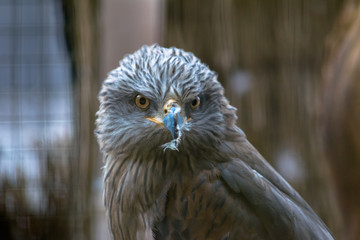 beautiful close up  bird of prey portrait 