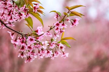 cherry blossom flower and tree
