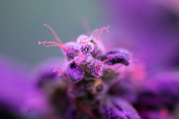 Closeup of Cannabis female plant in flowering phase