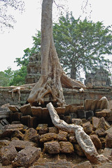 The tree sprouts through the stones in the territory of the Angkor Wat temple complex
