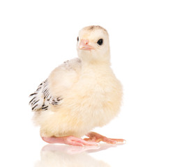 Cute little newborn chicken turkey, isolated on white background. One young nice big bird.