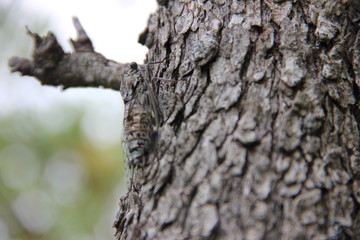 cicada