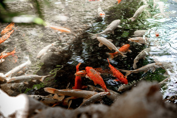 The fishes