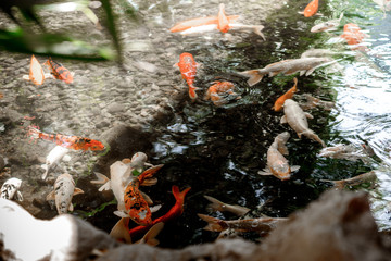 The fishes