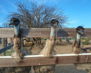 Birds at an Ostrich Farm © Jannis Werner
