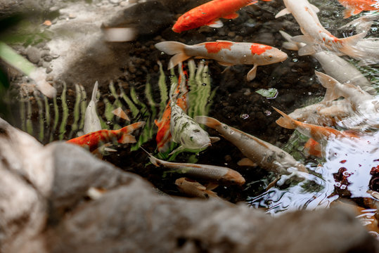 The fishes